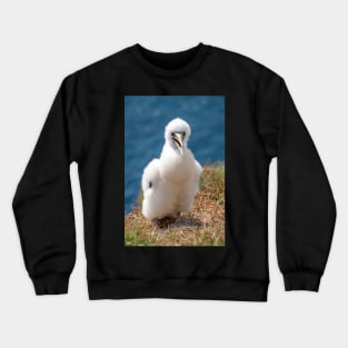 Masked Booby (A.K.A. Masked Gannet) Chick, Norfolk Island Crewneck Sweatshirt